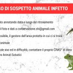 Le norme di comportamento da seguire in presenza di animale infetto - Infografica di A. Gado